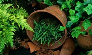 Ferns growing in a shady corner in clay pots