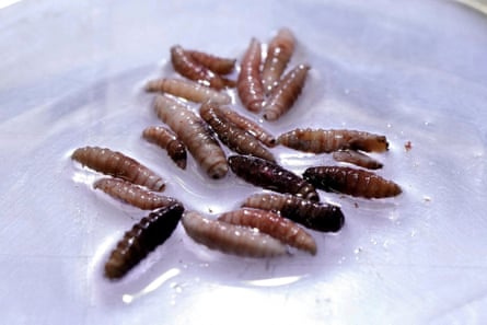 insect larvae