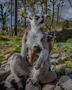 The twin lemurs, who are now venturing outside with their mother Fiona.
