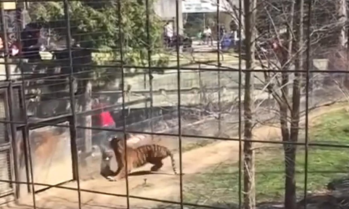 Зоопарк Торонто. Человек прыгнувший в вольер с тигром. Тигр на заборе. Бык врезается в забор от тигра. Tim liked going to the zoo one