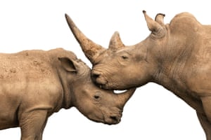 Um par de rinocerontes brancos deitam suas cabeças um em cima do outro em um bebedouro na Reserva de Caça de Solio, no Quênia