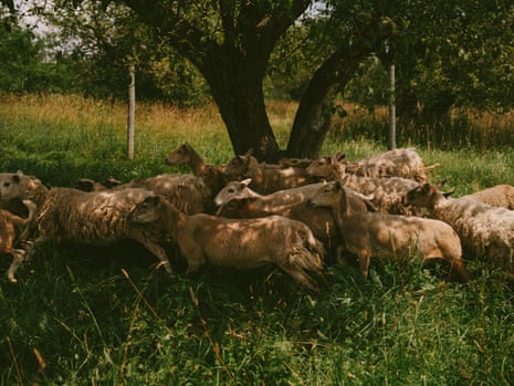 A herd of sheep gathers under the shade of a tree