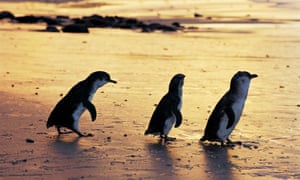Fairy penguins