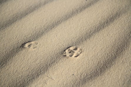 Cat paw prints on rippled sand.