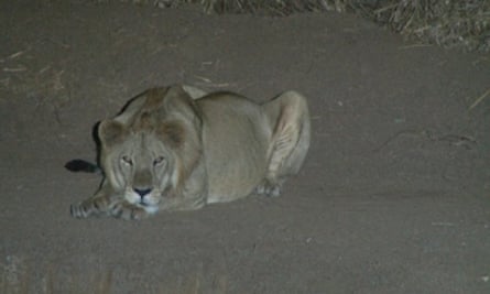 a female lion pictured crouching on the floor