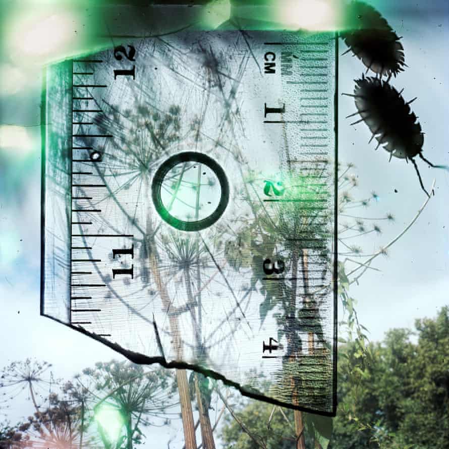 Wood lice and a blue sky… from Talking to Ants (2009-2013).