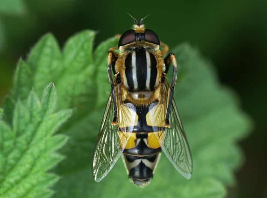 A Helophilus hoverfly.
