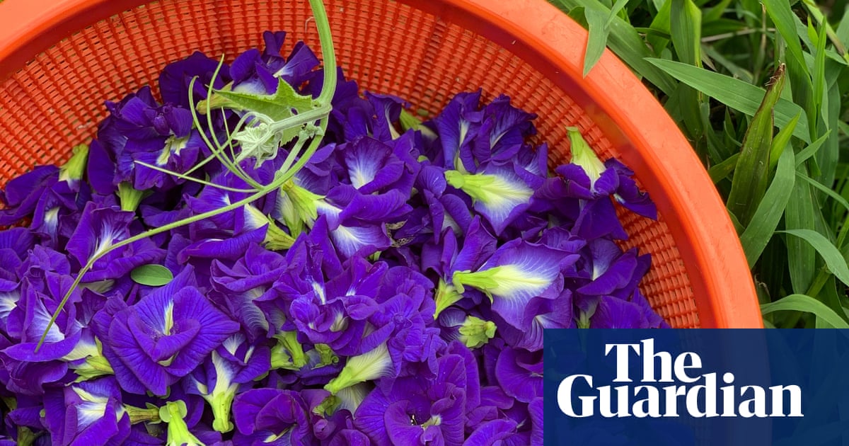To Dye For The Flower That Makes Food A Beautiful Hue Of Peacock To Dye For The Flower That Makes Food A Beautiful Hue Of Peacock