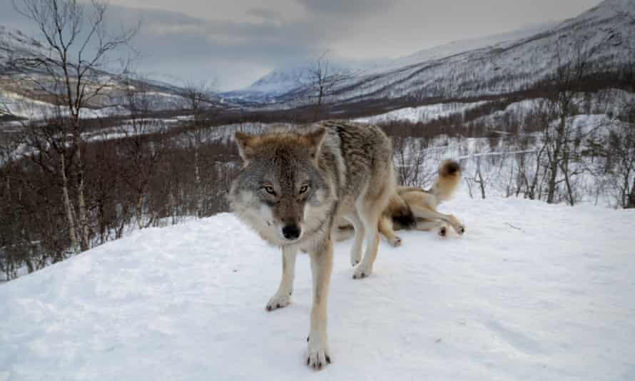 Wolves in Norway