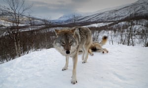 Polar Park promises visitors an up-close-and-personal experience with its own pack.
