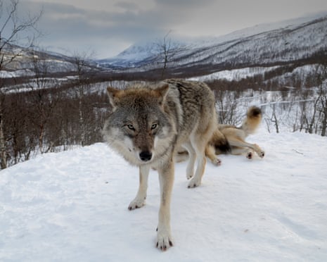 polar park wolf lookout point, Norway