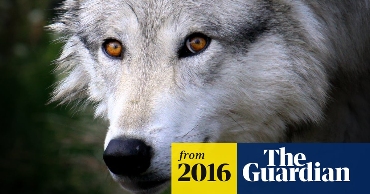 Какого цвета глаза у волка фото Какого цвета глаза у волка фото