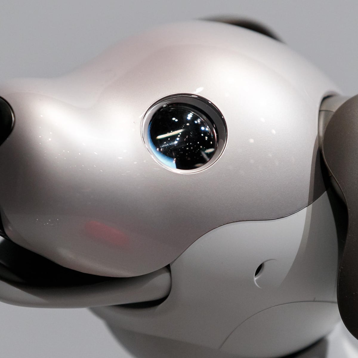 A dog's inner life: what a robot pet taught me about consciousness |  Consciousness | The Guardian