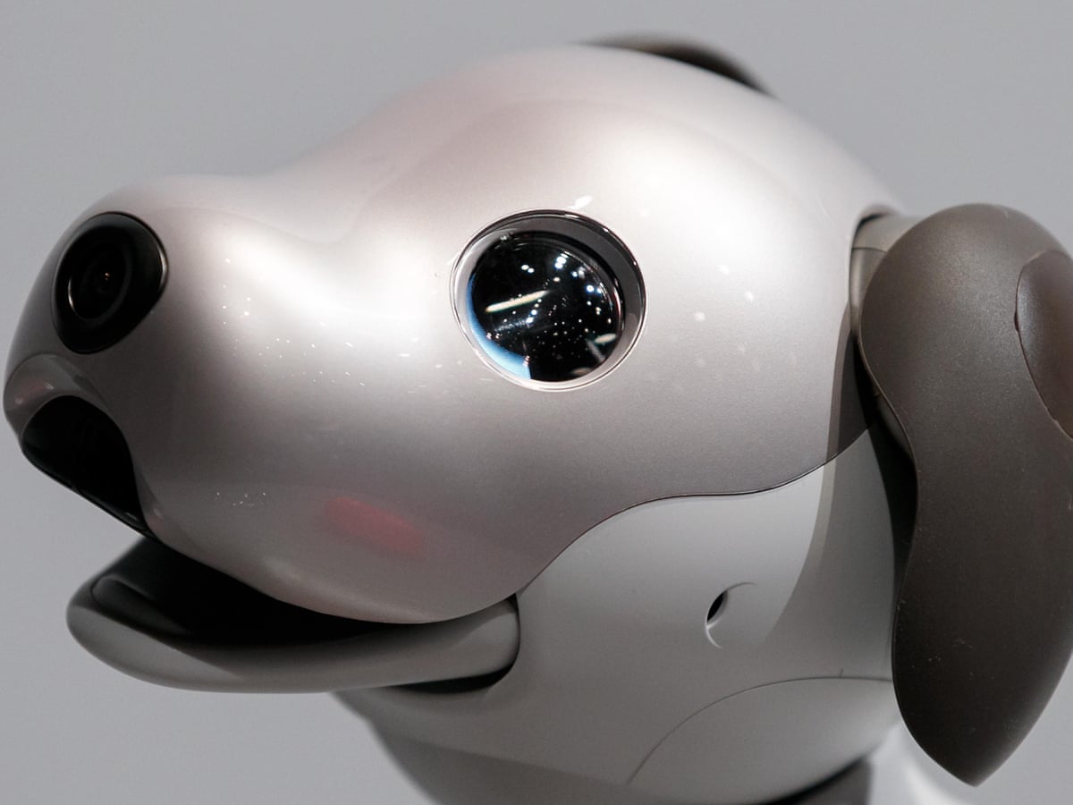 A dog's inner life: what a robot pet taught me about consciousness ...