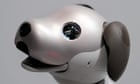 A dog’s inner life: what a robot pet taught me about consciousness