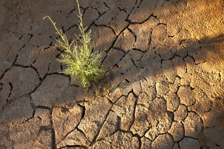 A plant sprouts through the dried river bed along Glen Canyon on the Colorado River.