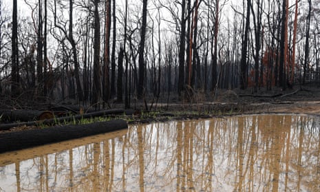 burnt trees reflected in a puddle of muddy water