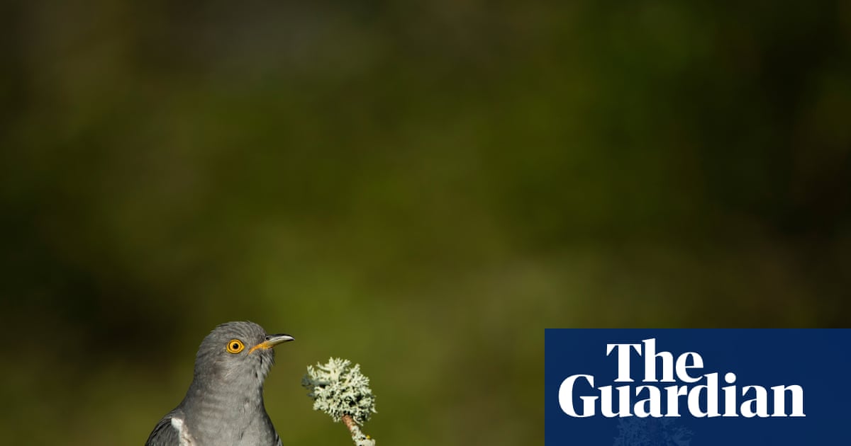 Country diary: Charmed once again by the unscrupulous cuckoo