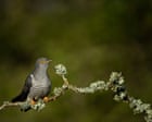 EnviroWireDaily — Country diary: Charmed once again by the unscrupulous cuckoo | Mary Montague