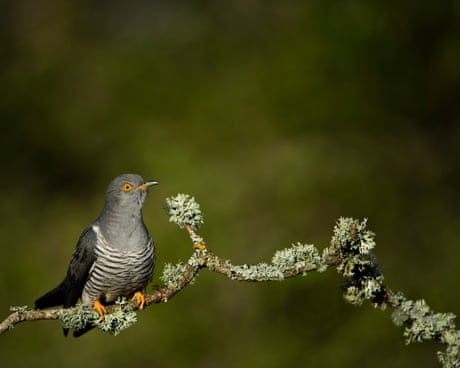 Country diary: Charmed once again by the unscrupulous cuckoo | Mary Montague