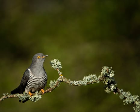 A common cuckoo adult male perched on a lichen-covered branch.