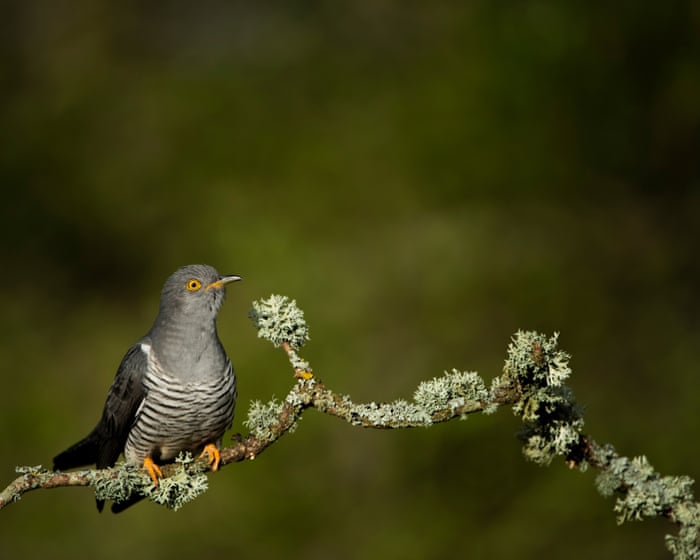 Country diary: Charmed once again by the unscrupulous cuckoo | Mary Montague