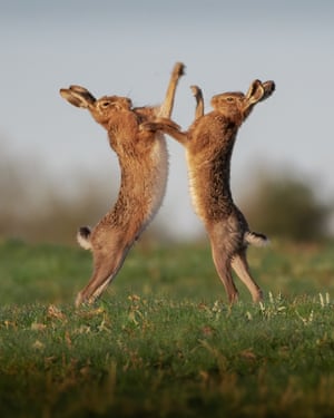 Duas lebres marrons treinam em Hampshire, Reino Unido. As poderosas patas traseiras das lebres marrons permitem-lhes atingir velocidades de 45 mph (72 km/h). O fotógrafo de vida selvagem Adam Olliver avistou as lebres no Park Golf Club, Basingstoke: “Vi um par de lebres marrons perseguindo uma à outra”, disse Adam. isso todos os anos e é sempre incrível de ver, mas fiquei muito satisfeito por finalmente ter capturado o momento na câmera.