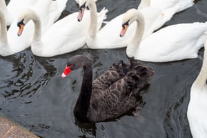The week in wildlife – in pictures 20 Swans, geese, ducks, gulls and pigeons on and by the River Thames in Windsor, UK