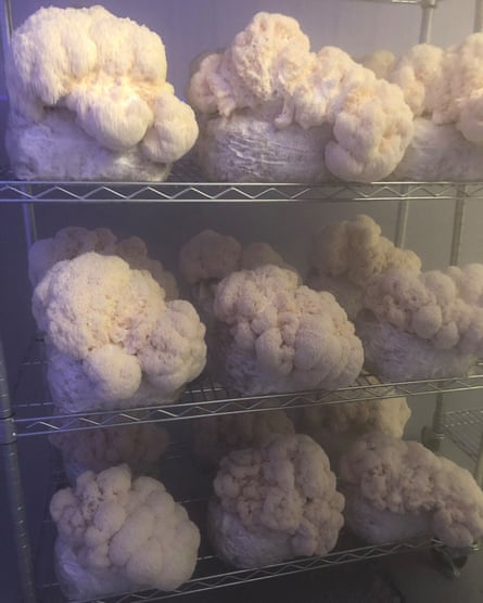 A rack of lion's mane mushrooms.