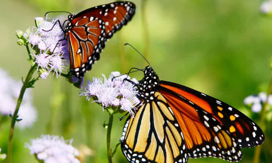 Two orange butterflies on purple flowers in a green field