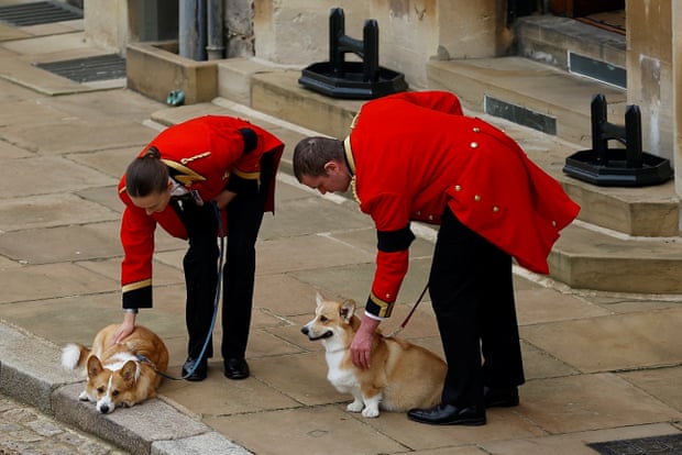 The royal corgis await the cortege.