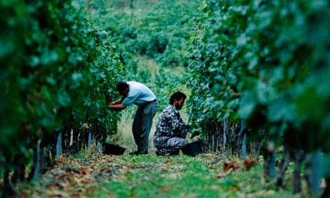 Harvesters at work in France’s Languedoc region