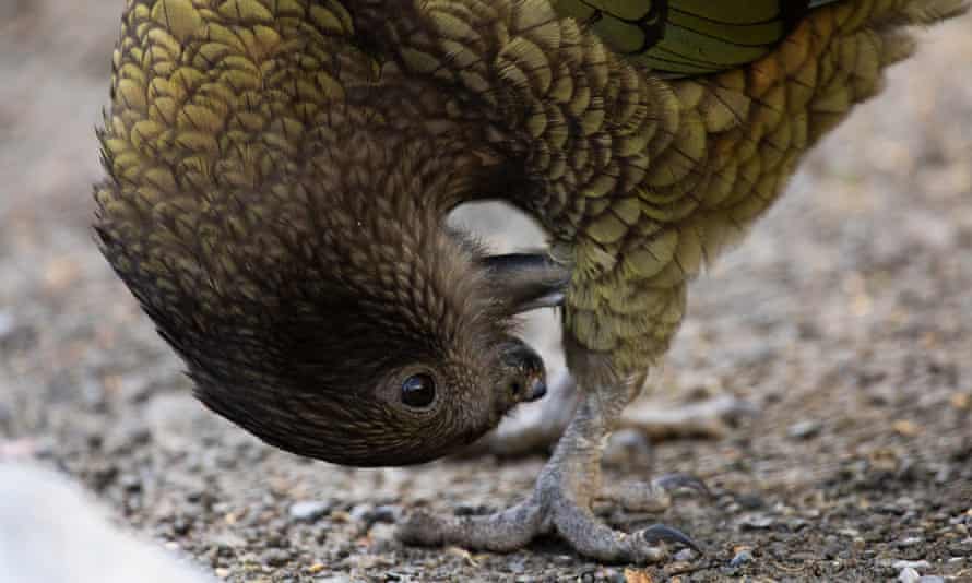Bruce the Kea parrot