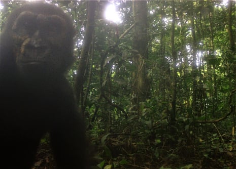 Wild western lowland gorillas have been pictured in central Rio Muni, Equatorial Guinea, for the first time in more than a decade.