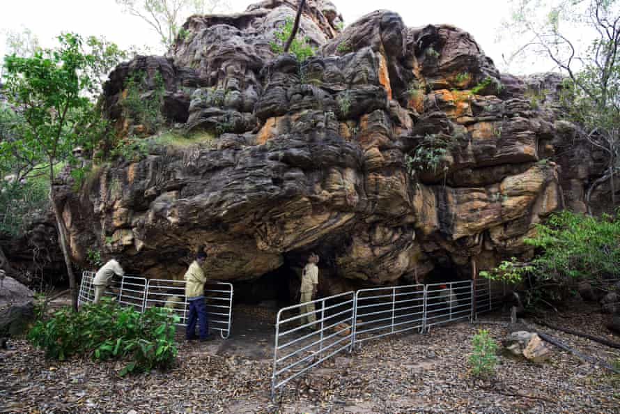 At some places buffaloes and pigs have destroyed centuries-old paintings by rubbing against the walls of shelters. Indigenous rangers erect fences to protect such areas and try to destock feral populations.