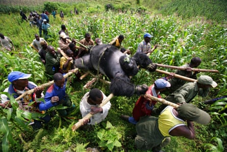 Rangers from an anti-poaching unit and locals carry the body of a mountain gorilla killed in Virunga National Park, Eastern Congo, July 24 2007
