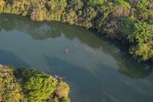 Health Care Reform Essay A Pod Of Hippos Is Spotted In The River Research Paper Vs Essay also Buy Custom Essay Papers On Patrol With The Wildlife Rangers Of Chinko Photo Essay Environmental Science Essay