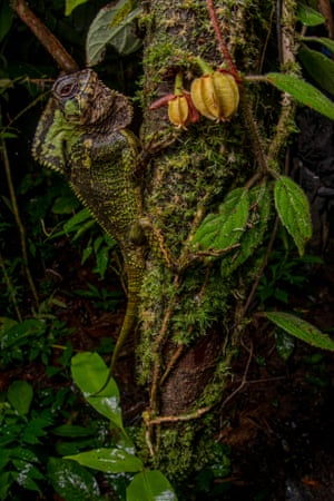 A smooth helmeted iguana clings to a mossy tree trunk, well camouflaged
