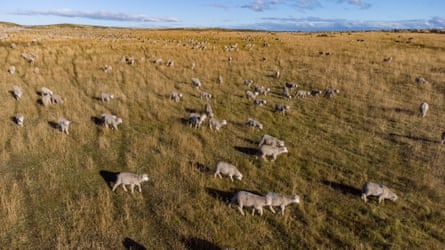 Many sheep are scattered across a large area of grassland