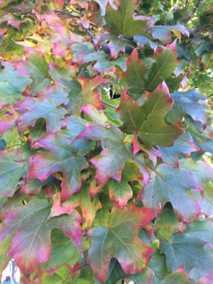 Leaves in New Haven, Connecticut.