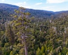 Researchers say real impact of deforestation being hidden in Australia’s official figures by ‘sleight of hand’