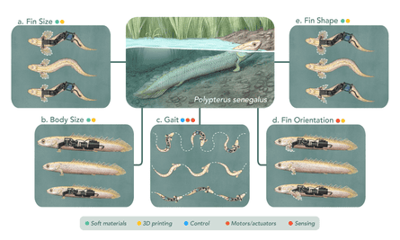 Images of paleo-inspired robotic creatures