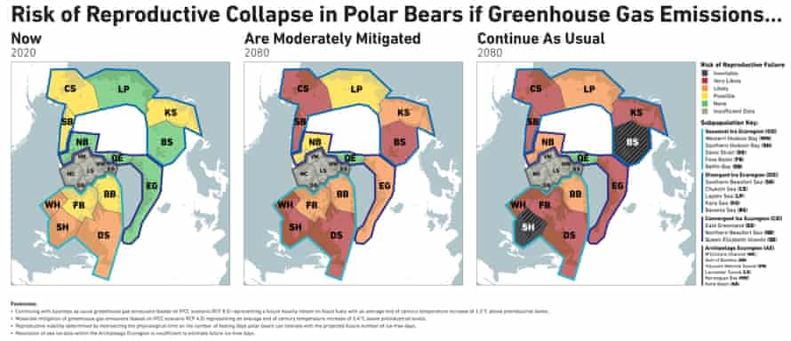 Risk of reproductive collapse in polar bears - graphic