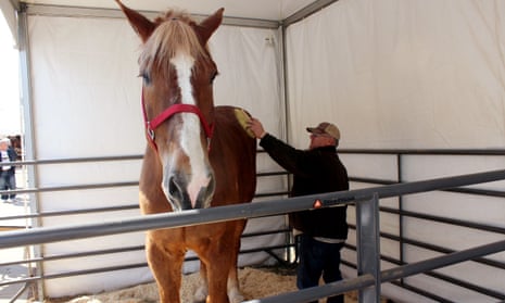 Jerry Gilbert brushes Big Jake at the Midwest Horse Fair in Madison, Wisconsin, in 2014.