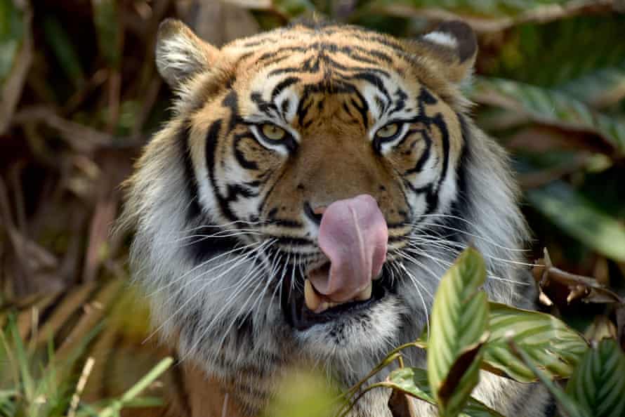 A Sumatran tiger is seen at one of the few places in Australia we have reliable evidence of big cats: Taronga Zoo.