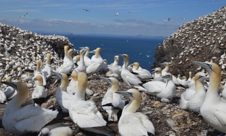 Keeping track of the gannets of the Bass Rock, Birds