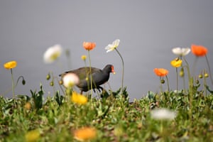 A dusky moorhen at the 2017 Floriade flower show in Canberra, Australia.