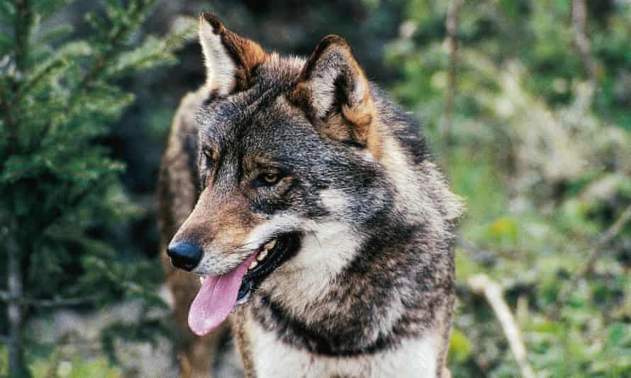 An Italian wolf.