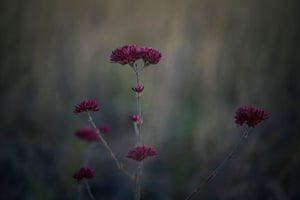 Kimberley wildflowers scatter the floor of the grasslands near gorge country.