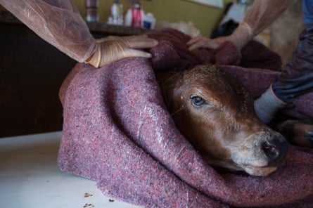 The newly born cloned calf. Uberaba, Minas Gerais, Brazil